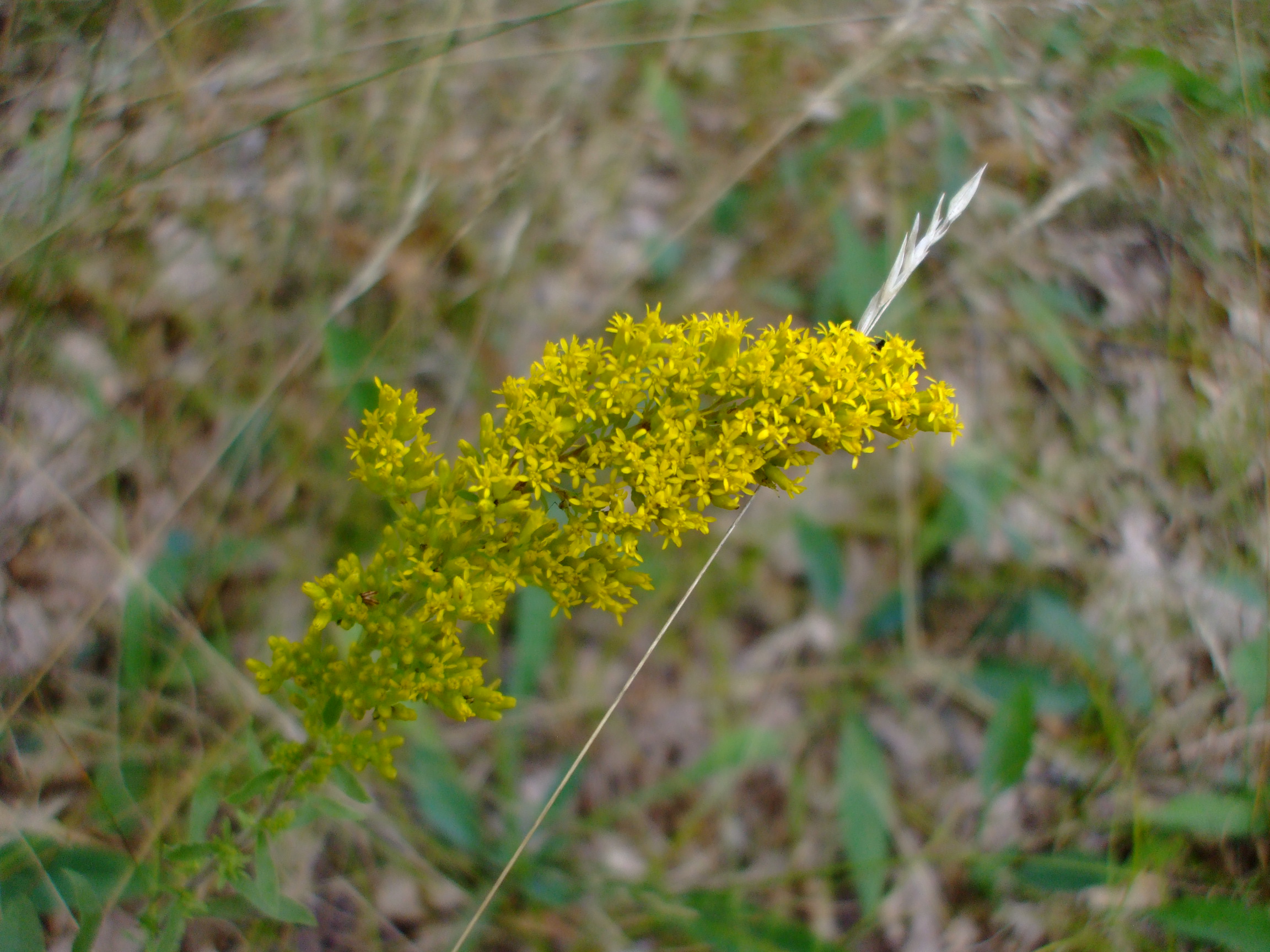 Solidago nemoralis